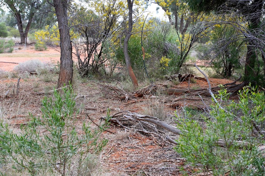 The tree the boar had a good rub on. The photo was taken from where I was although I am standing taking the photo.