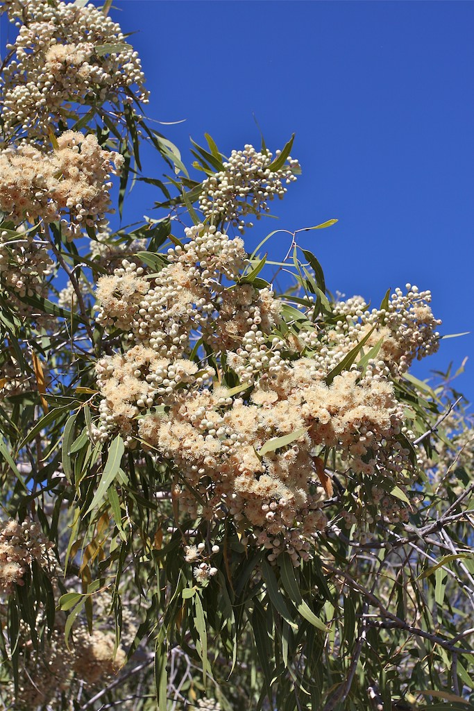 Gum Tree 2.jpg