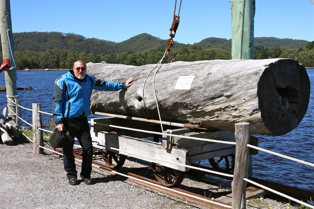 This log is approx 800 - 900 years old and was cut back in the 1960's