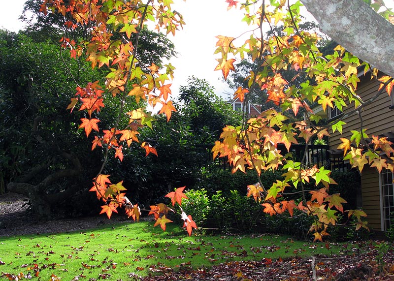 I just love the colours of autumn leaves - they have a beauty all their own