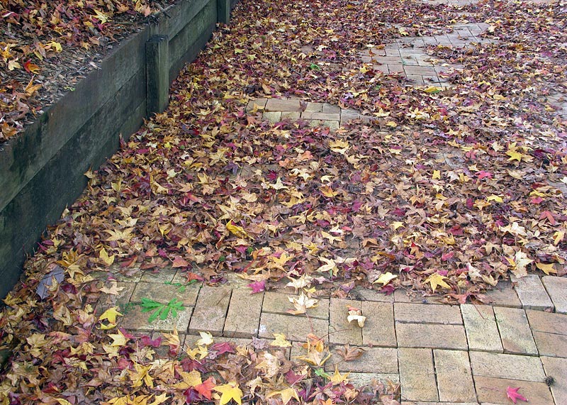 A carpet of autumn leaves