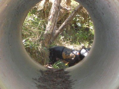 through the pipe