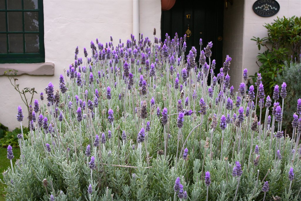 Lavender at the entrance to Corner Cottage