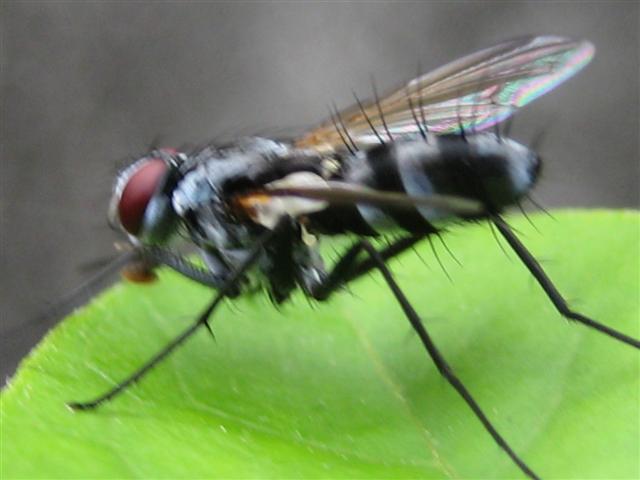 fly (Small).JPG