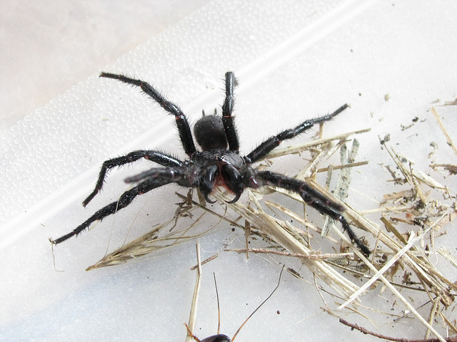 Sydney funnel web male , 640 medium.jpg