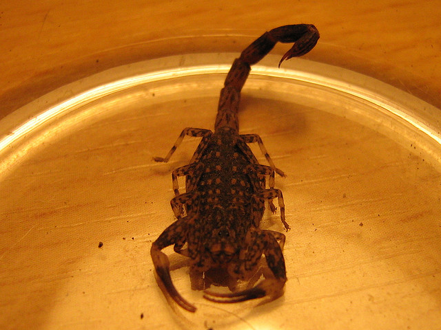 scorpion medium 640.jpg