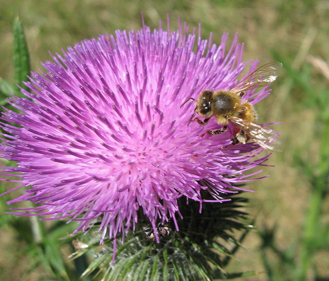 bee on thistle medium 640.jpg