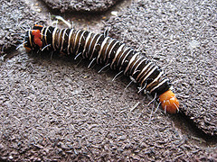 crazy caterpillar small.jpg