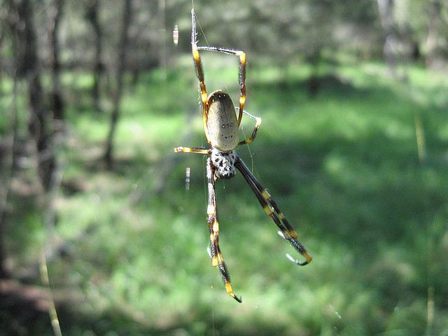 bush spider medium 640.jpg