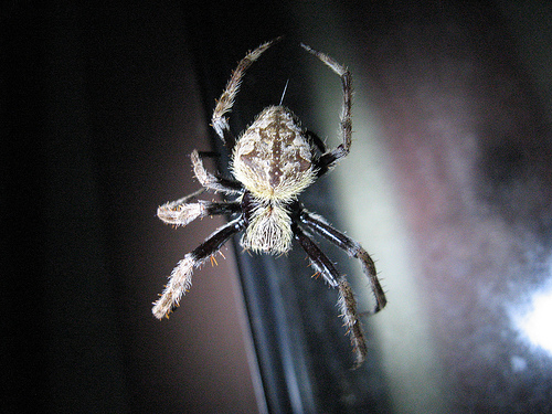 orb weaver medium.jpg