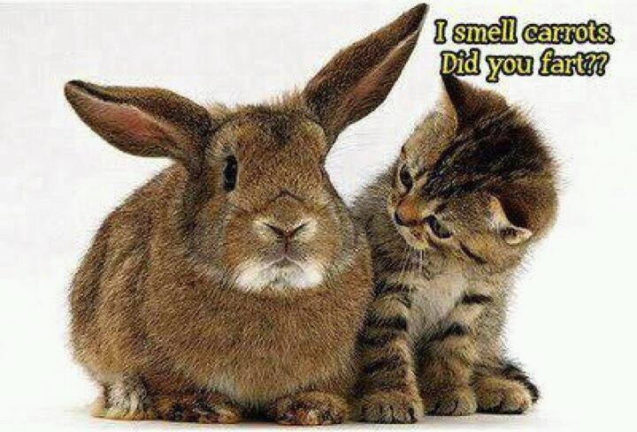 rabbit cat.jpg