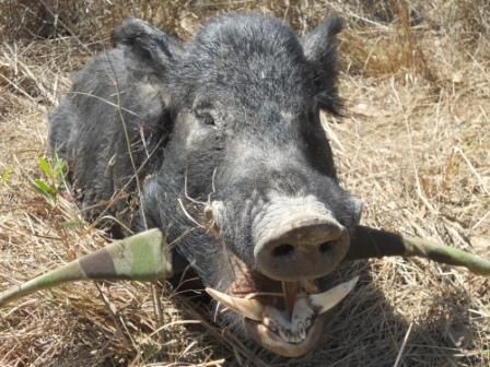 this big fella was my second pig for the trip and he was a bit cranky.