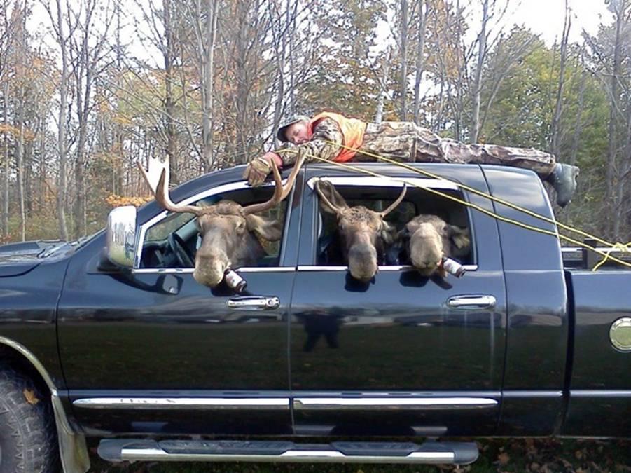 Hunting Moose.jpg
