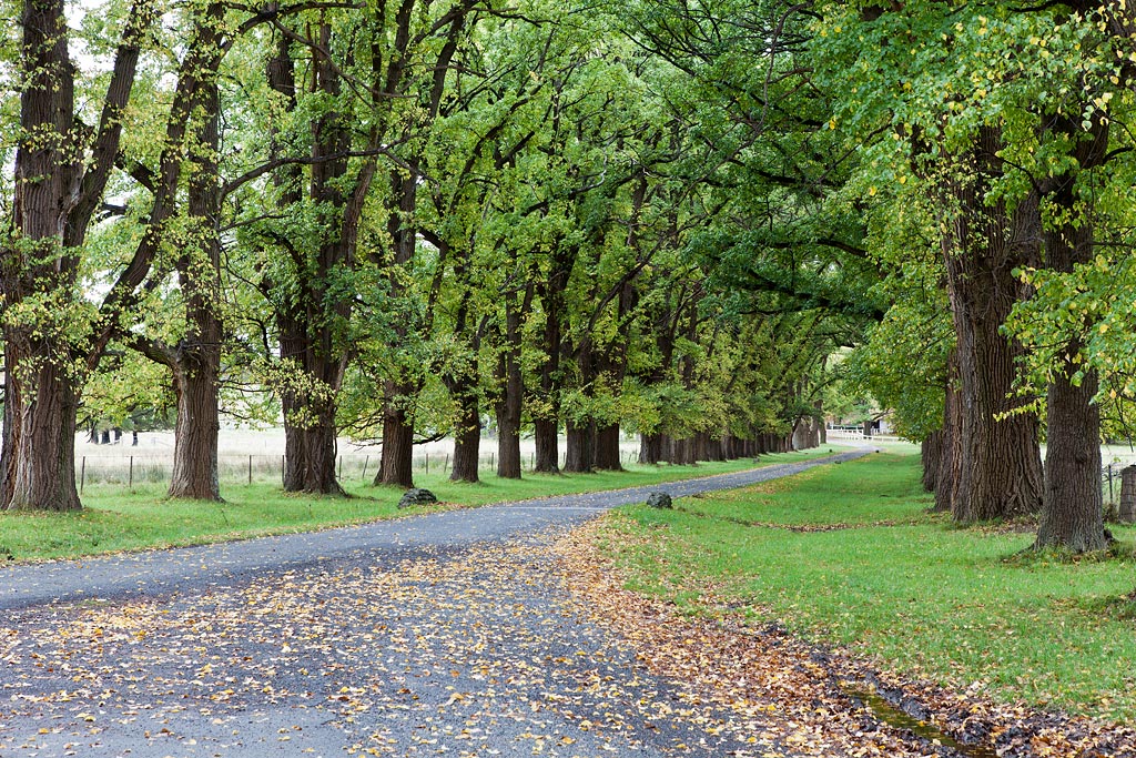 Magnificent Elm trees line the one lane road