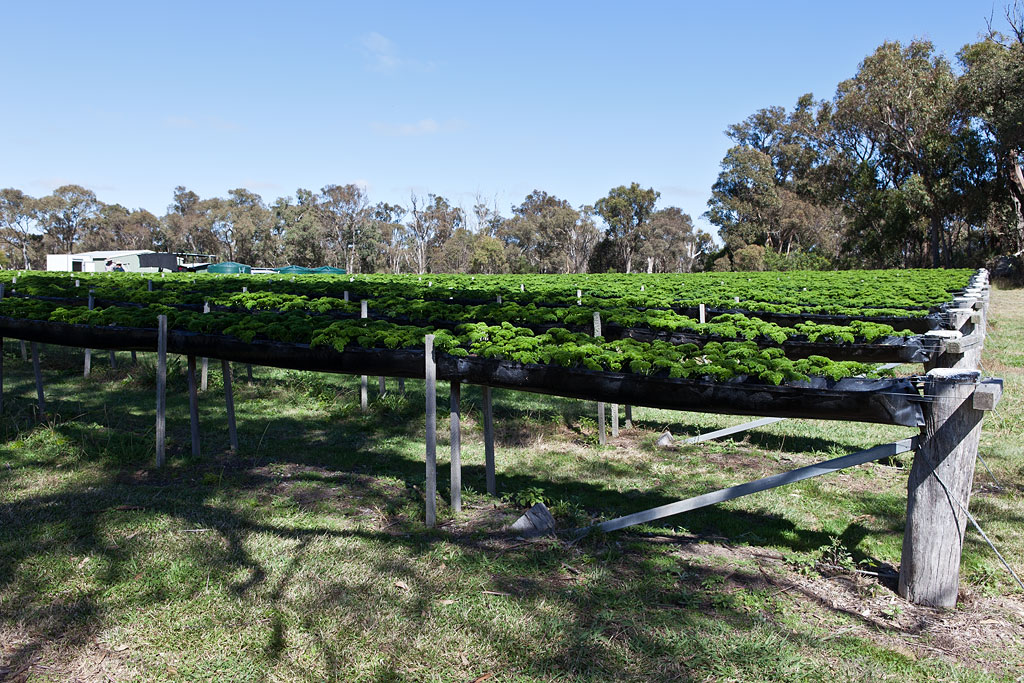 I had never seen Parsley growing like this before. Near Stanthorpe