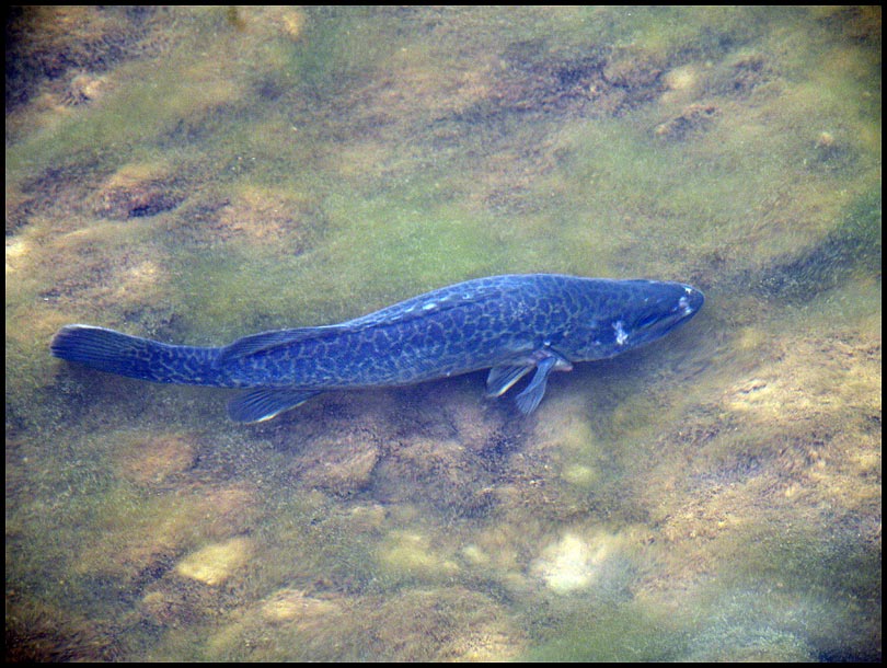 This cod was sunning itself in the crystal clear strea