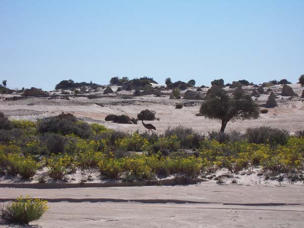 Emu at the Walls of China Mungo NP