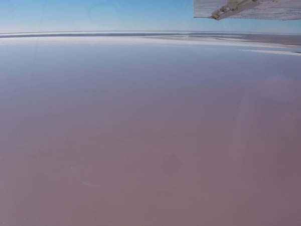 Pink water due to algae