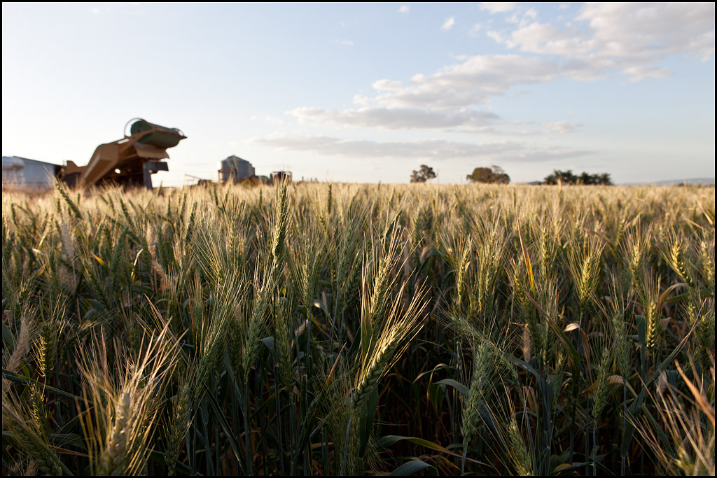Wheat-Field-1.jpg