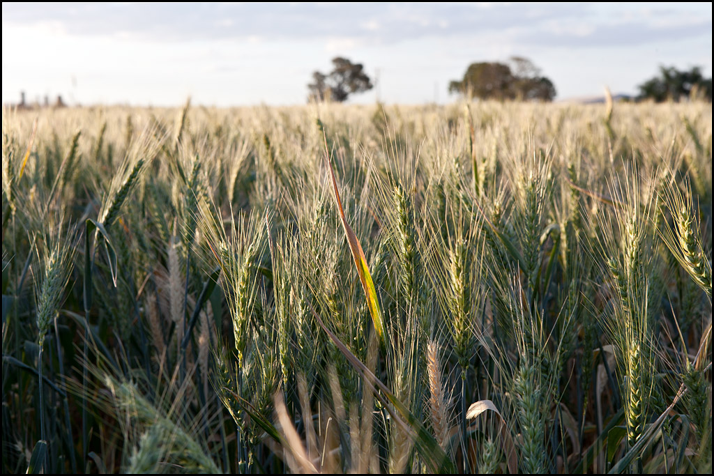 Wheat-Field-2.jpg