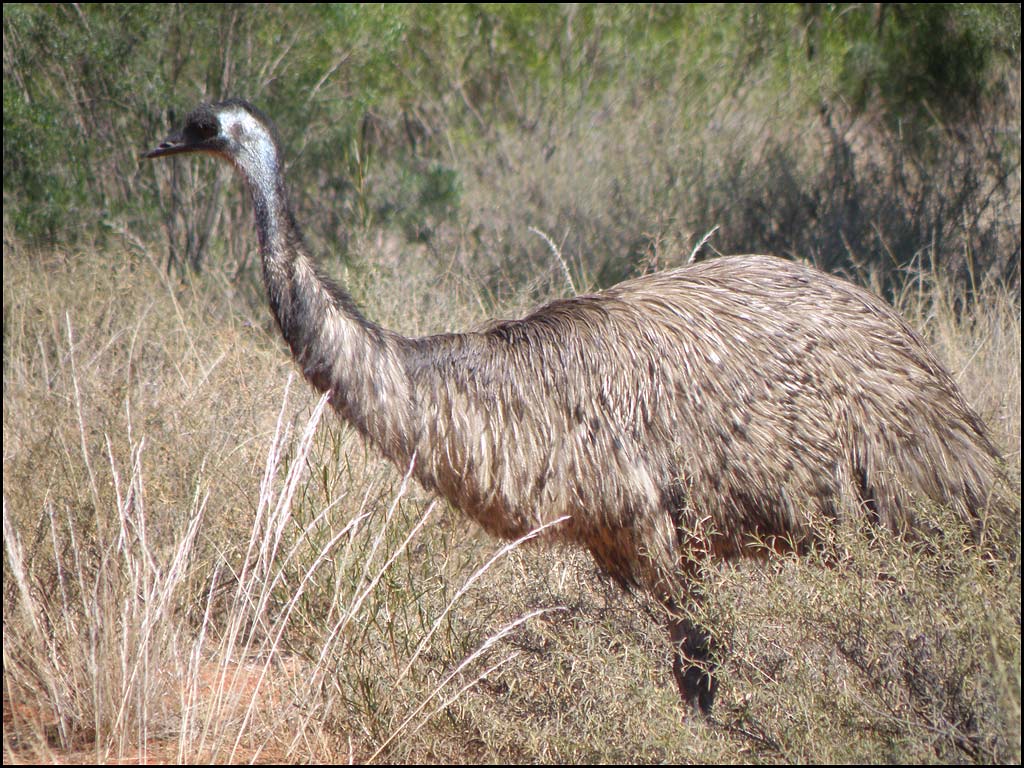 Emu.jpg