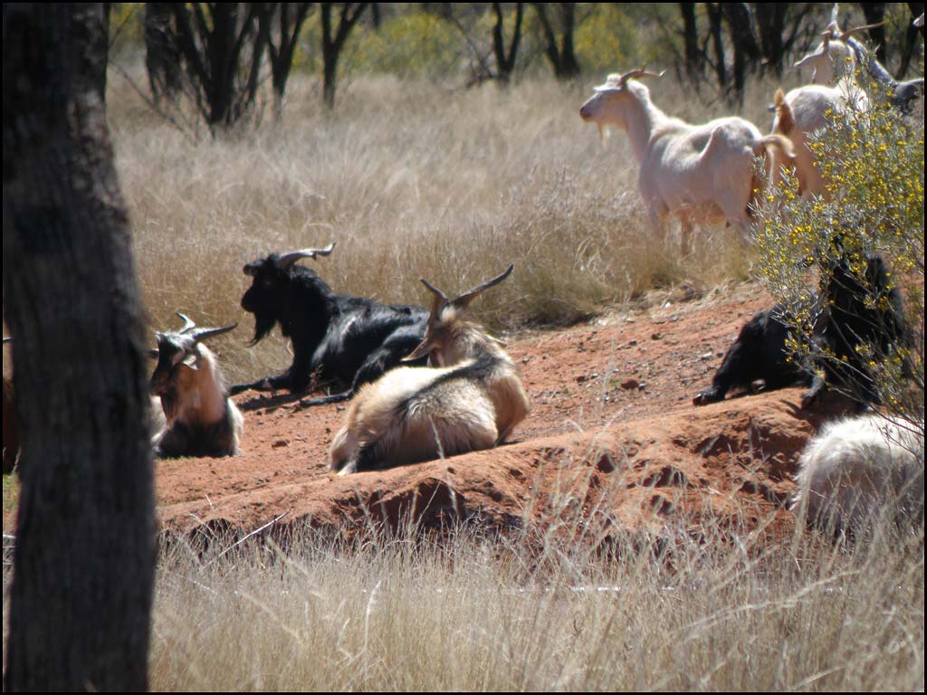 Goats-on-the-Bore-Drain.jpg