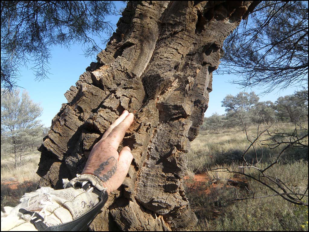 Corkwood-Tree-Bark.jpg
