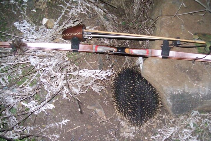 Came across this Echidna one afternoon chasing rabbits