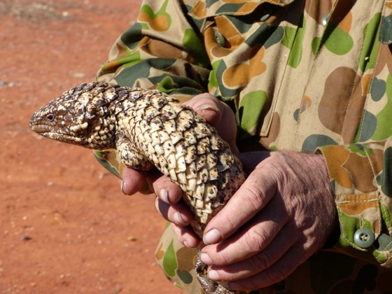 The white shingleback