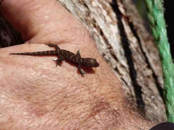 A little tiny gecko that I found under an old car bonnet