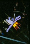 Dianella flower.jpg