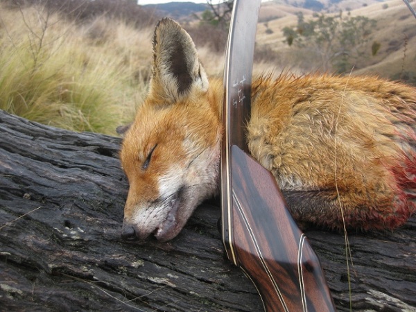 Huntsman Fox (10) (640x480) (640x480).jpg