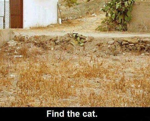 find the cat.jpg