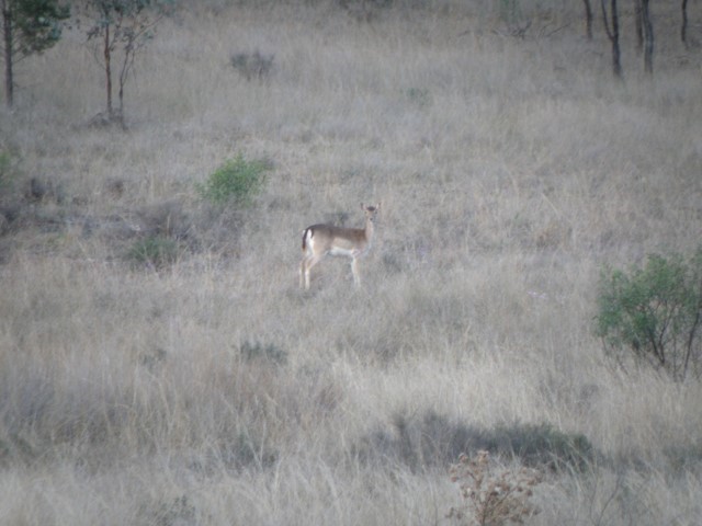 seen deer every day when I came out of the camper