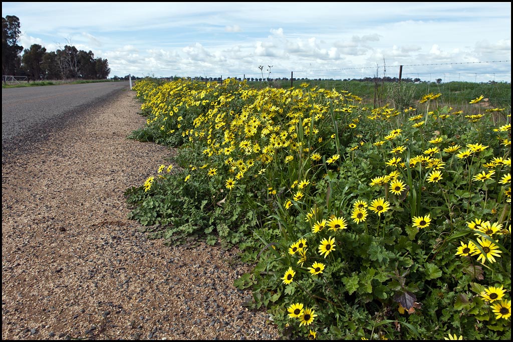 Sun Daisies lined the roadsides in places.