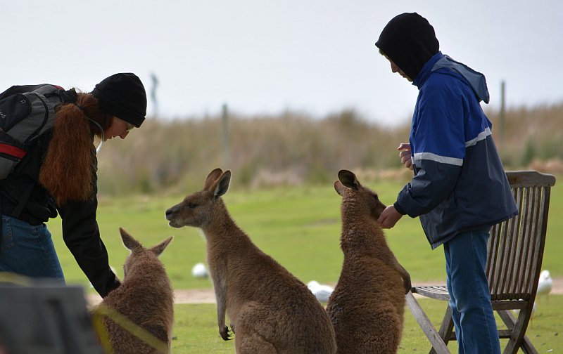 family and roos