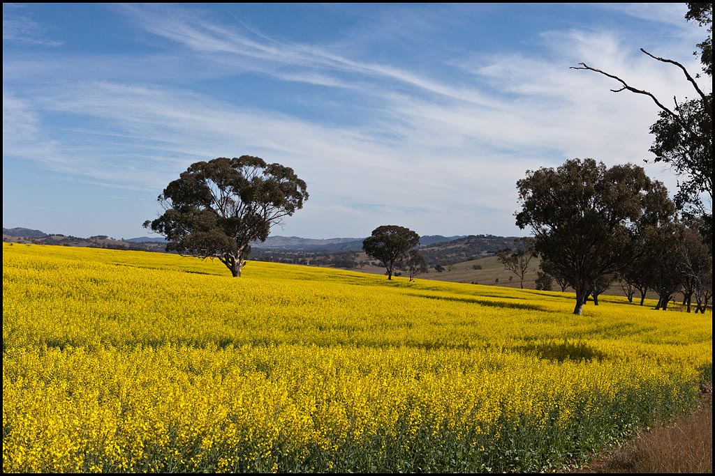 The Canola fields contrast well within our Aussie landscape