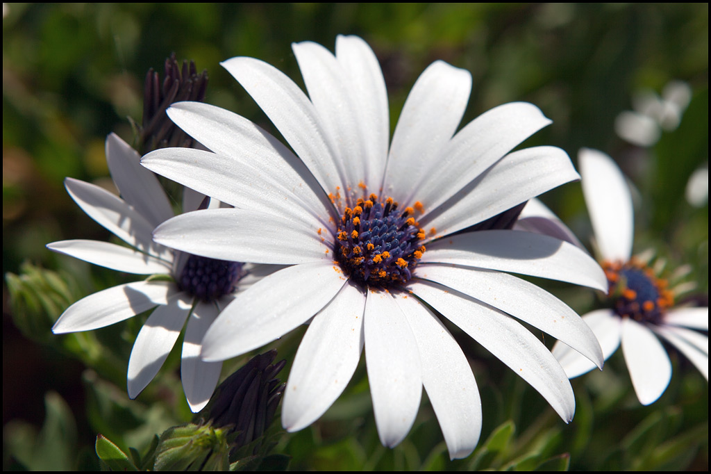 Lookin good in a park garden at Mudgee