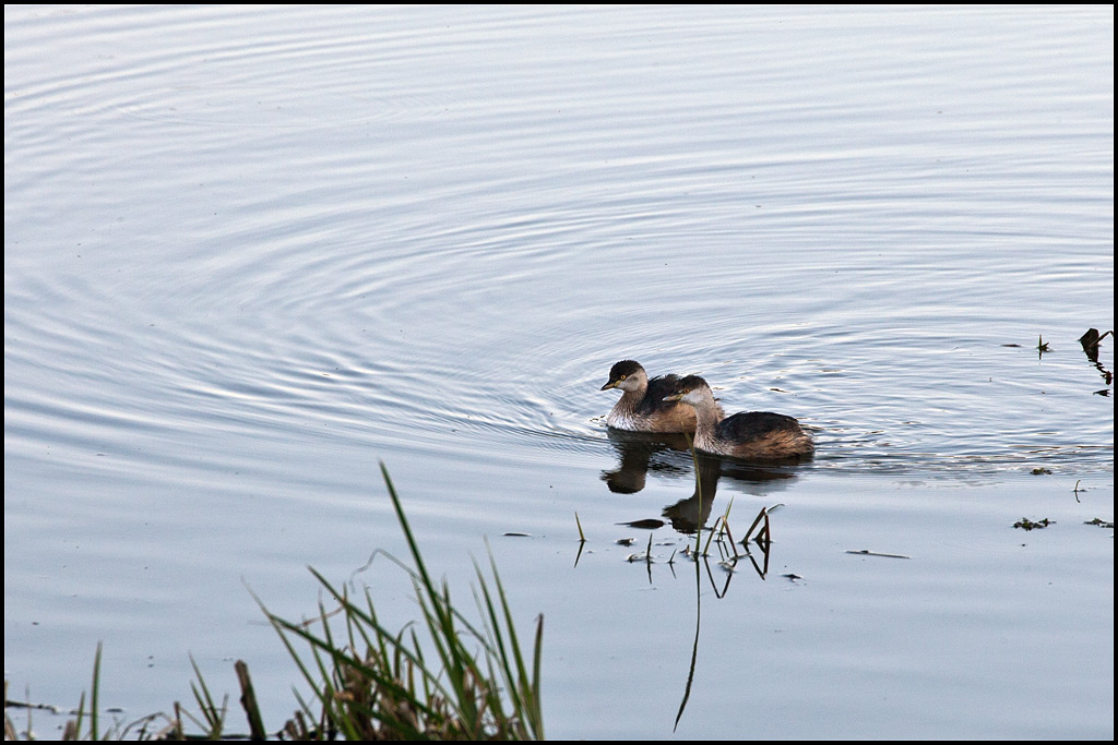 A pair of Australasian Grebes gliding past camp.