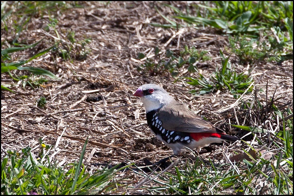 I was rather excited to see my first ever Diamond Firetail Finches in the wild. Beautiful little birds.