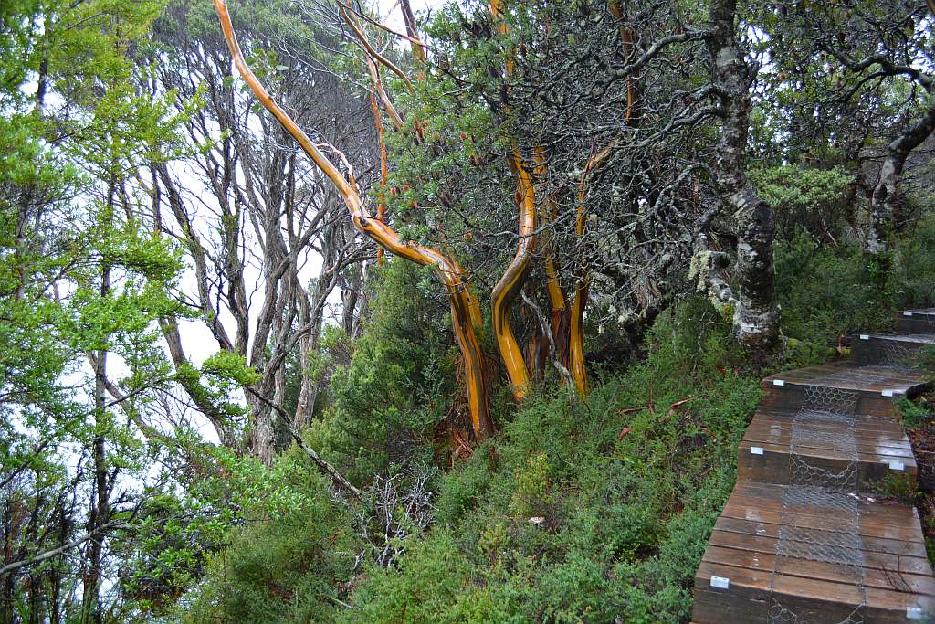 Cradle mountain dove lake walk. The colour in these trees was staggering.