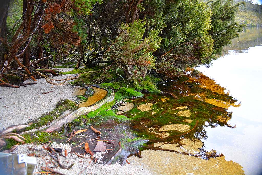 Cradle mountain. This pic just messes with your brain. the bush gave me shade to dig thru the water reflection and see the lake floor. Where does the water and land meet? Wish I had a tripod with me that day, low light needed a very steady hand..of which I dont have ;(