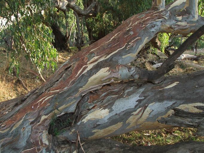 Close up of river red gum bark