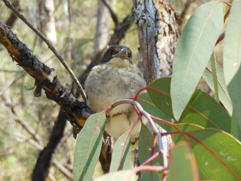 fledgling at shoot position.jpg