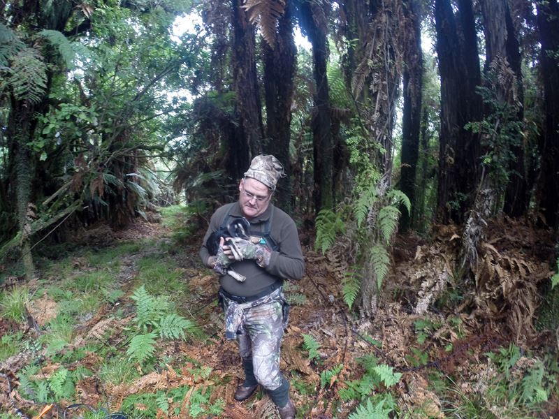 Brave Kiwi hunter