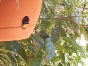 pardalote in pot.jpg