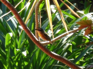 pardalote in dracena.jpg