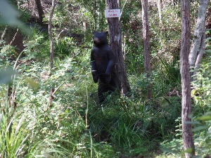 standing bear.jpg