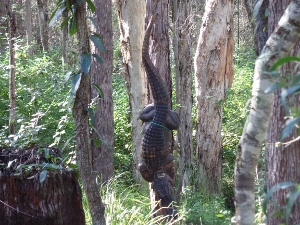 treed crocodile.jpg