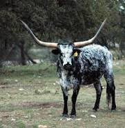 longhorn.jpg